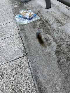 マハゼの釣果
