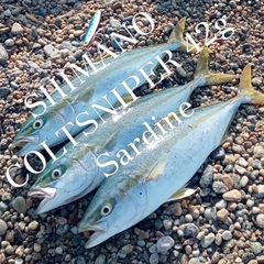 イナダの釣果