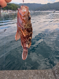ガシラの釣果