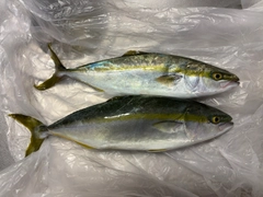 イナダの釣果