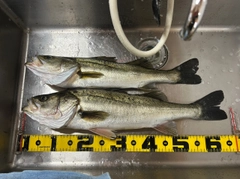 スズキの釣果