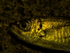 マアジの釣果