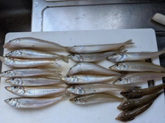 キスの釣果