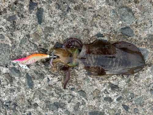 大野からくり記念館前の釣果 - アングラーズ | 釣果600万件の魚釣り