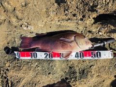 コブダイの釣果