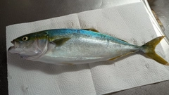 イナダの釣果