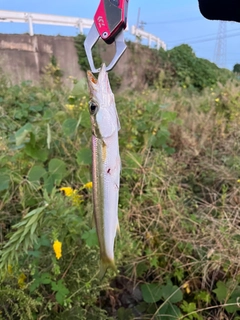 カマスの釣果