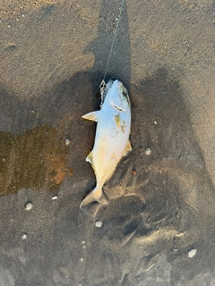 ショゴの釣果