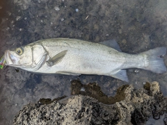 ヒラスズキの釣果