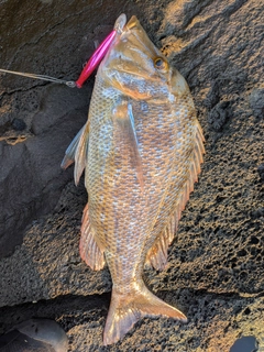タマンの釣果