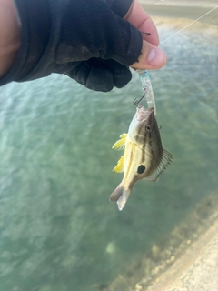 クロホシフエダイの釣果