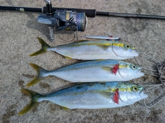ワカシの釣果