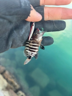 マハタの釣果