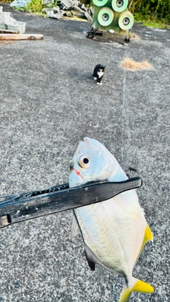 メッキの釣果