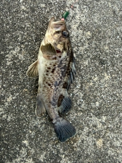 クロソイの釣果