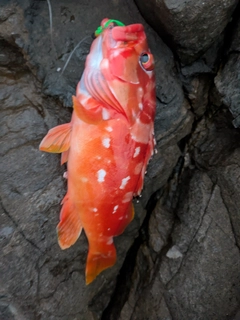 釣果
