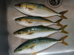 イナダの釣果