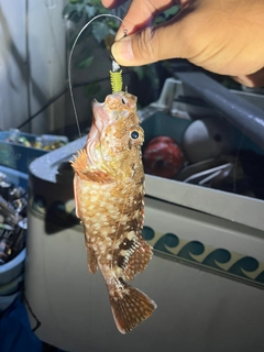 カサゴの釣果