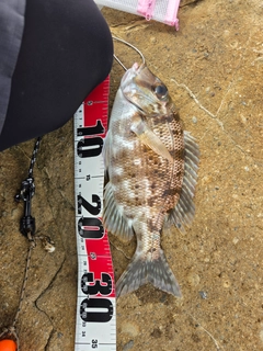 メイチダイの釣果