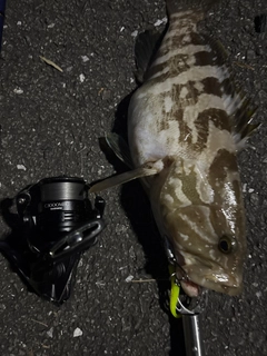 クエの釣果