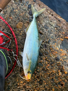 ワカシの釣果
