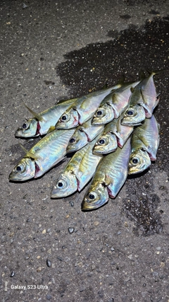アジの釣果