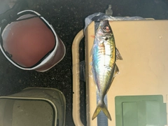 マアジの釣果