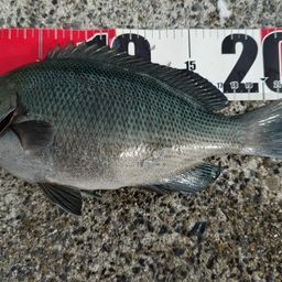 fishgetter7 さんの 2026年10月04日のクチブトグレの釣り・釣果情報