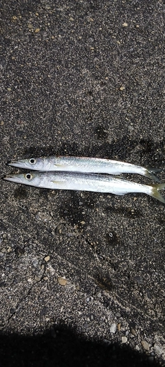 カマスの釣果