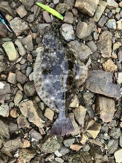 ヒラメの釣果