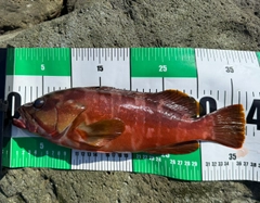 アカハタの釣果