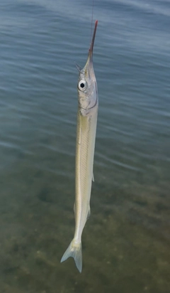 サヨリの釣果