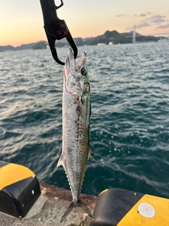サゴシの釣果