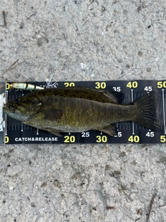 スモールマウスバスの釣果