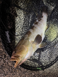 クエの釣果