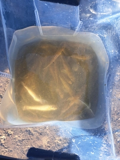 ハゼの釣果