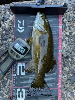 スモールマウスバスの釣果