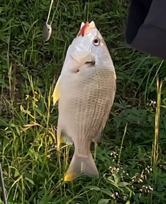 キビレの釣果