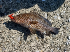 オオモンハタの釣果