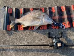 キビレの釣果