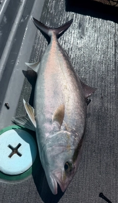 ネリゴの釣果