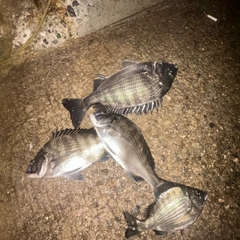 チヌの釣果