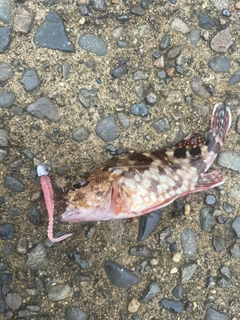 カサゴの釣果