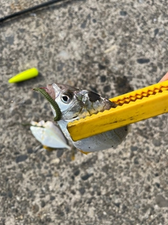 ヒイラギの釣果