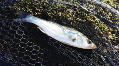 セイゴ（マルスズキ）の釣果