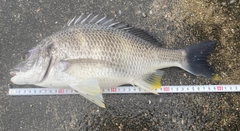 キビレの釣果