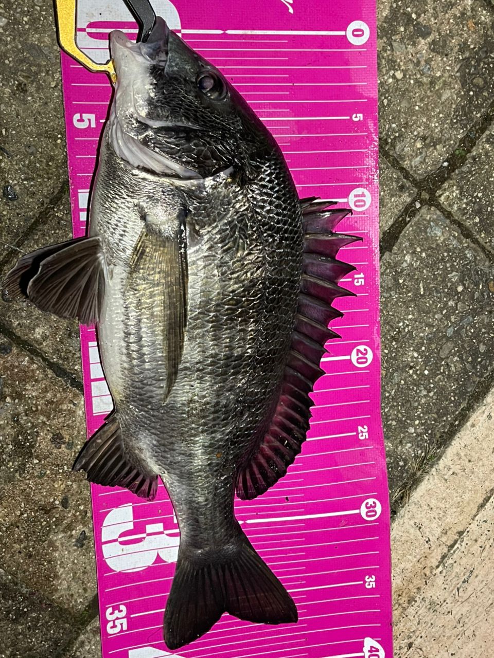 SHIMANO 22ステラ C5000XGの最安値・インプレ・釣果 | 本音の口コミが