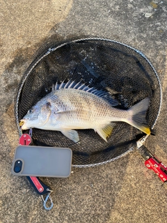 キビレの釣果