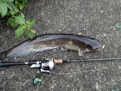 ナマズの釣果