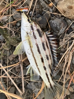 シマイサキの釣果